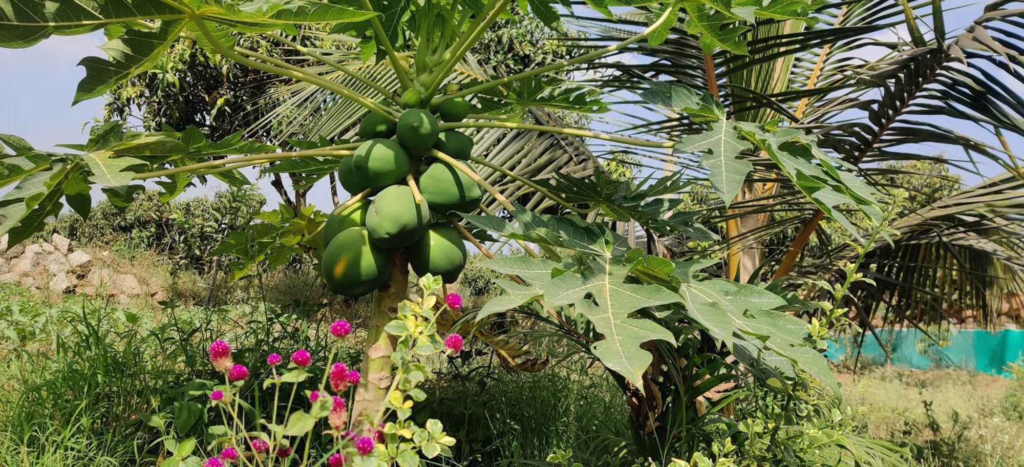Willa Rabbit Hill Farm Bengaluru Zewnętrze zdjęcie